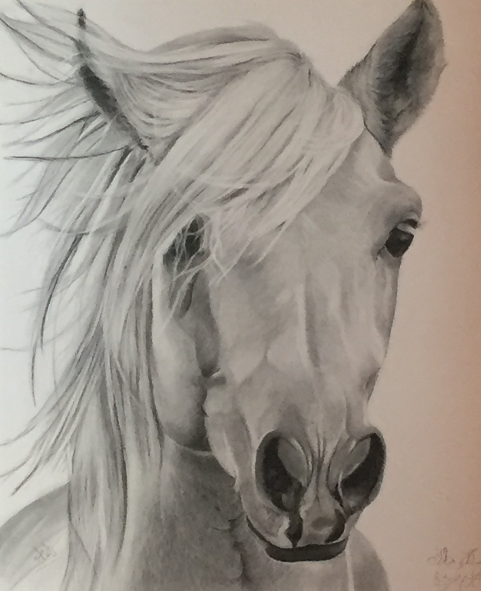 Pencil sketch of a horse